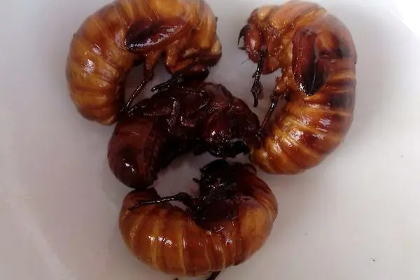 食材菜谱图