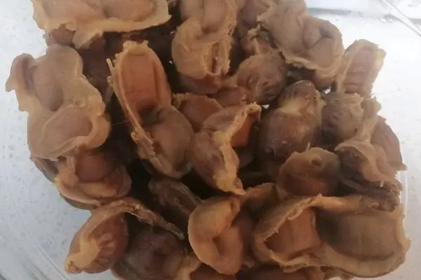 炖鸡胗