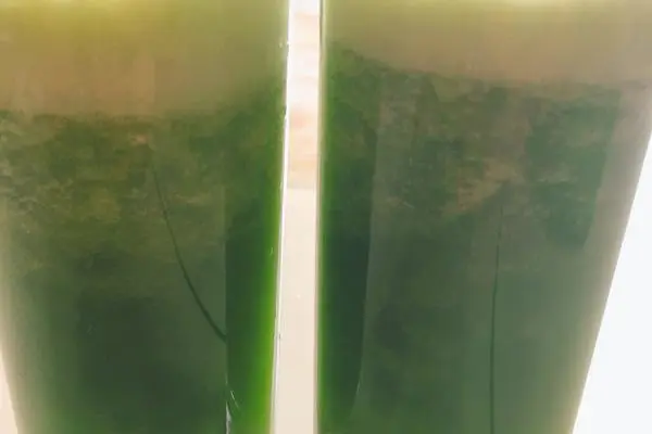 青瓜半根