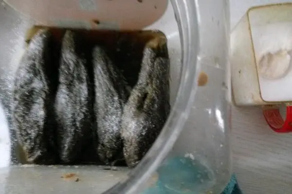 美味咸蒜茄子