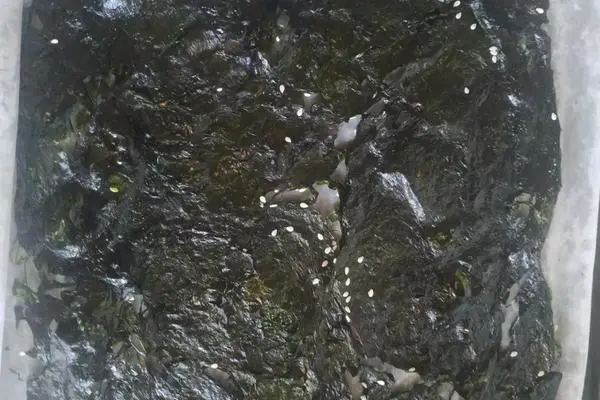 自制海苔