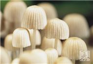 茶树精油的使用方法