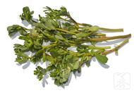 5分钟让你看懂马齿苋和苋菜的区别在哪？