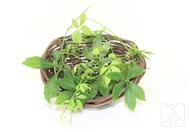 绞股蓝茶的功效与作用