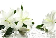 干百合花的功效与作用是什么？