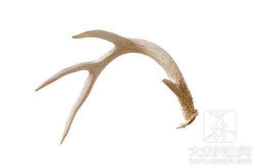 鹿茸能壮阳吗?