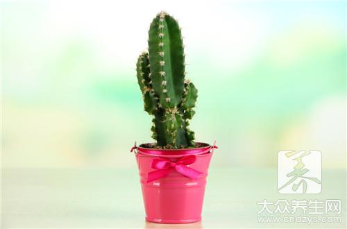 仙人掌果怎么吃