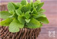 薄荷叶的功效与作用