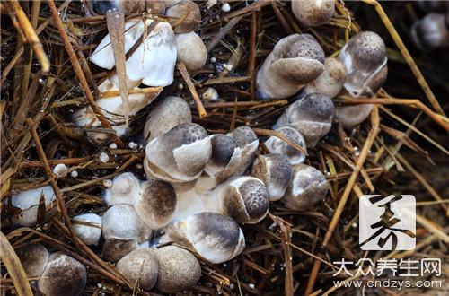 草菇的营养价值  