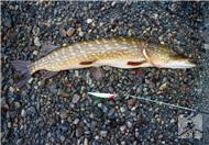 龙趸鱼的做法有哪些