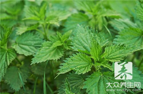 饮用荨麻叶茶