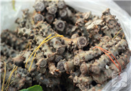 糖尿病患者吃苦菜有益吗