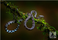 被水蛇咬了怎么办？