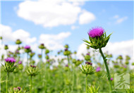 朝鲜蓟怎么吃？