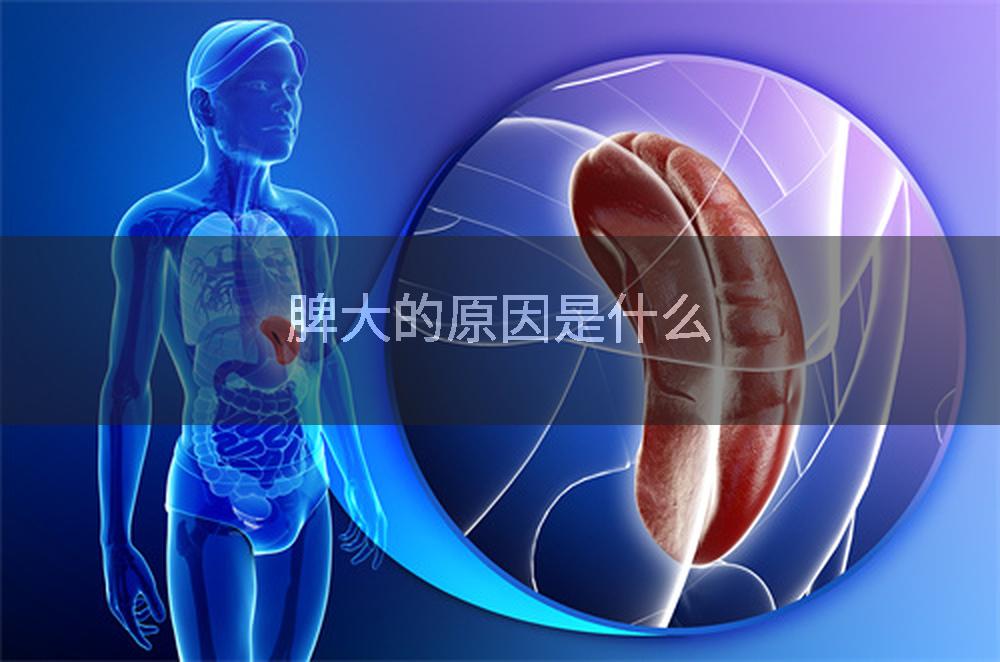脾大的原因是什么