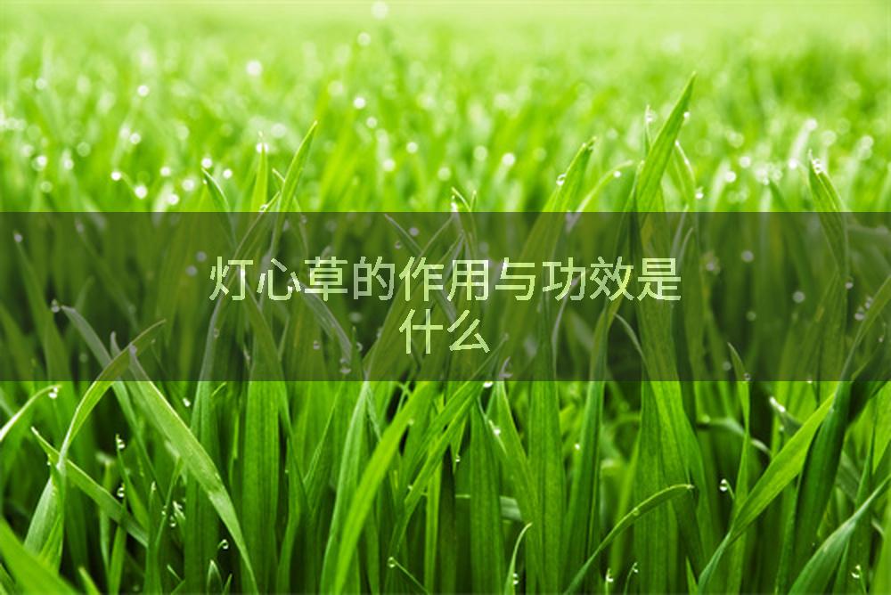 灯心草的作用与功效是什么
