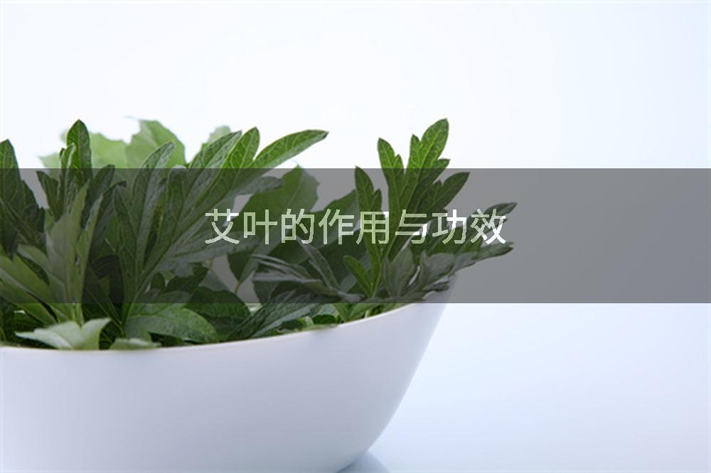 艾叶的作用与功效