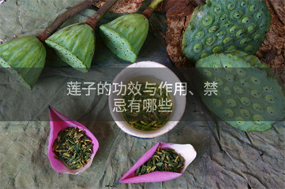 莲子的功效与作用、禁忌有哪些