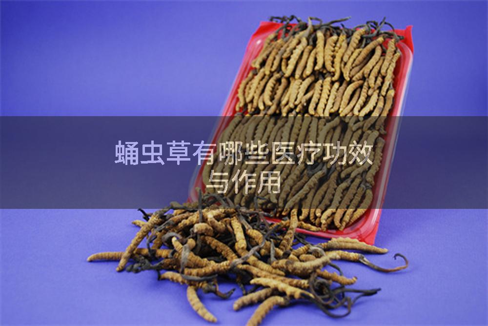 蛹虫草有哪些医疗功效与作用