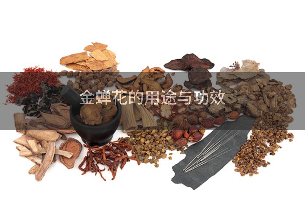 金蝉花的用途与功效