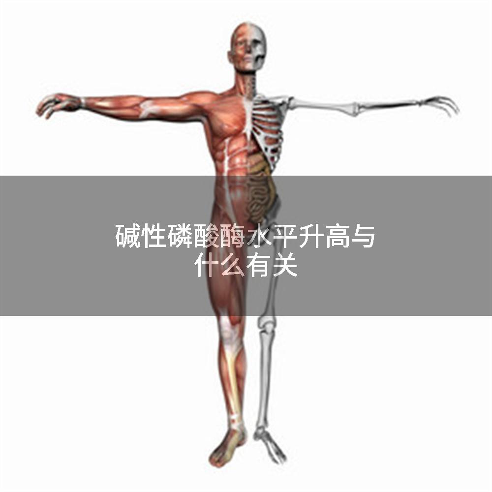 碱性磷酸酶水平升高与什么有关