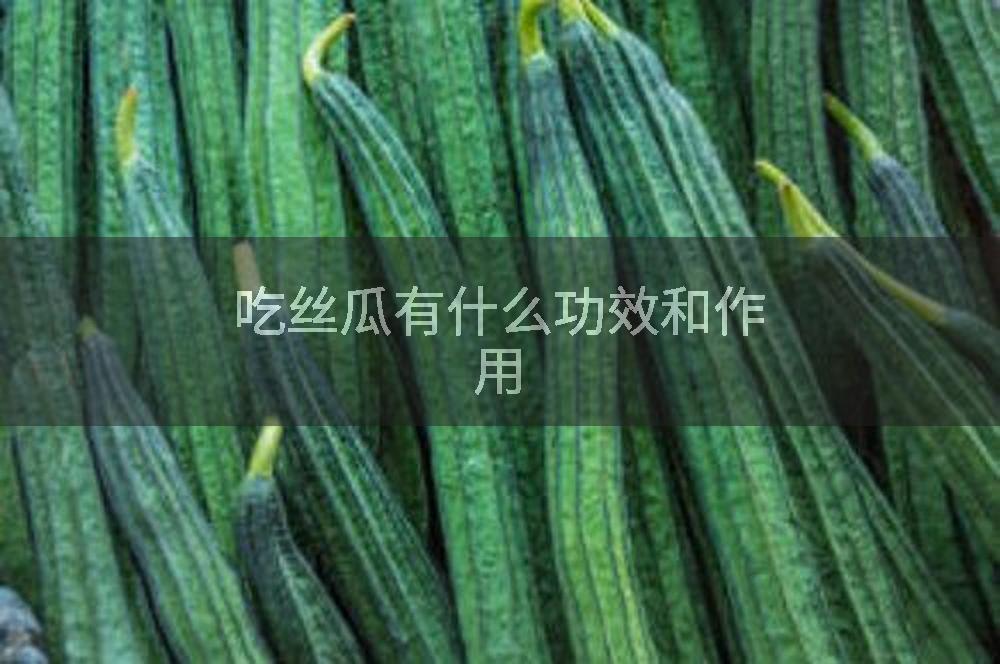 吃丝瓜有什么功效和作用