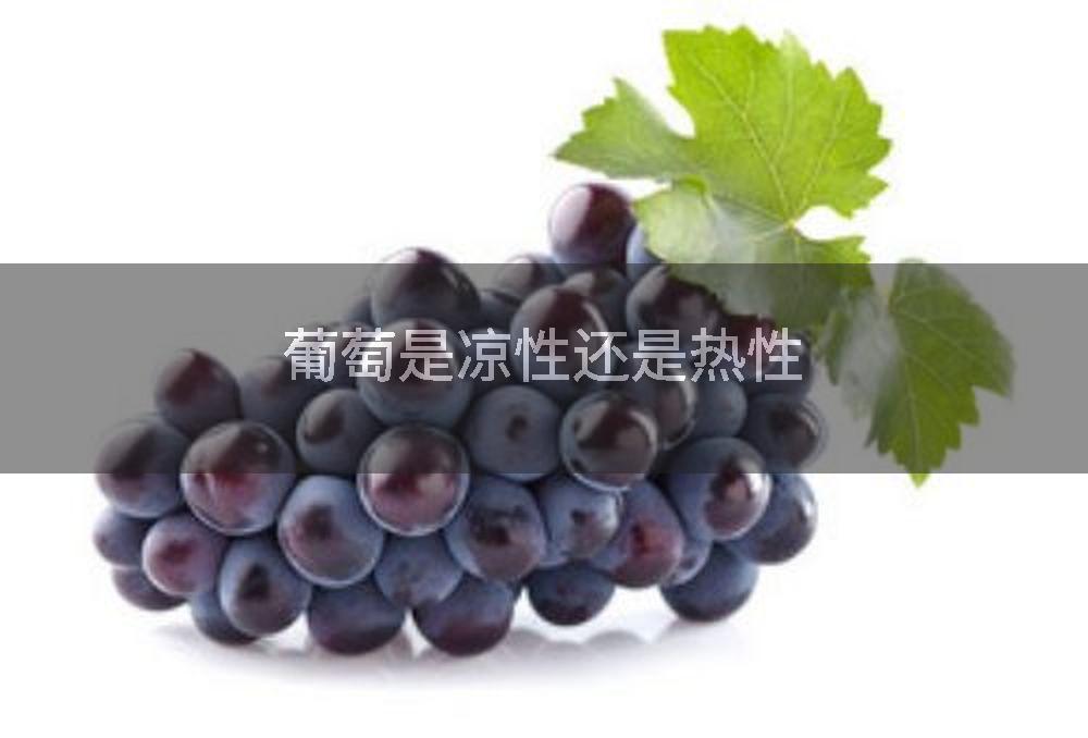 葡萄是凉性还是热性