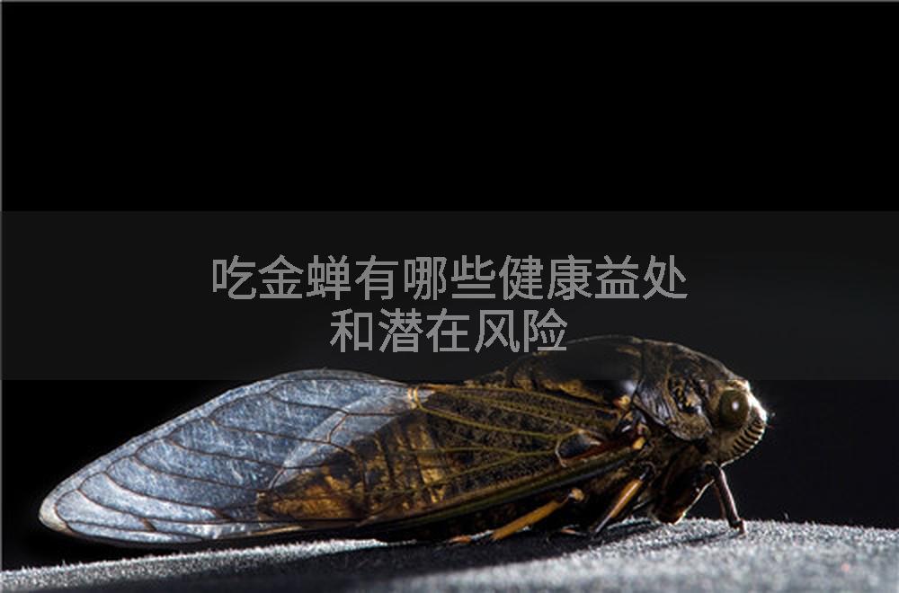 吃金蝉有哪些健康益处和潜在风险