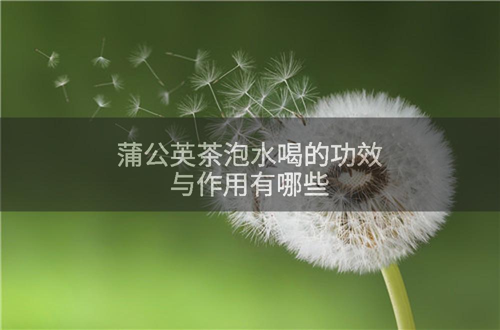 蒲公英茶泡水喝的功效与作用有哪些