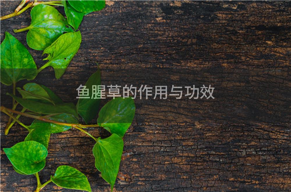 鱼腥草的作用与功效