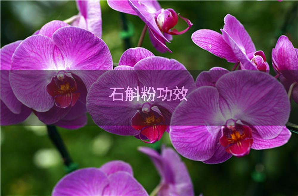 石斛粉功效