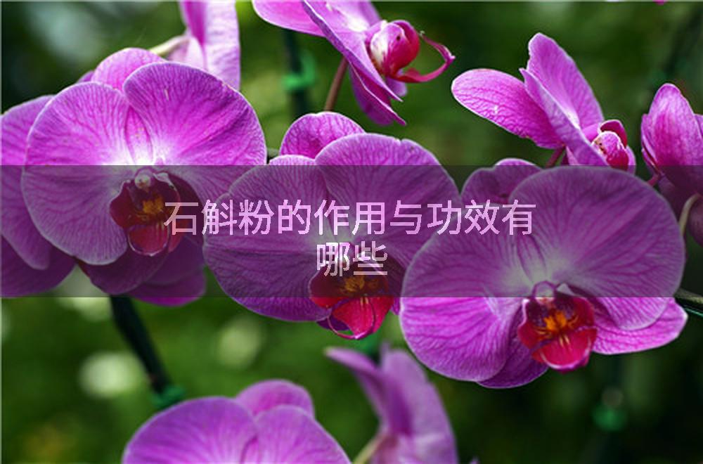 石斛粉的作用与功效有哪些