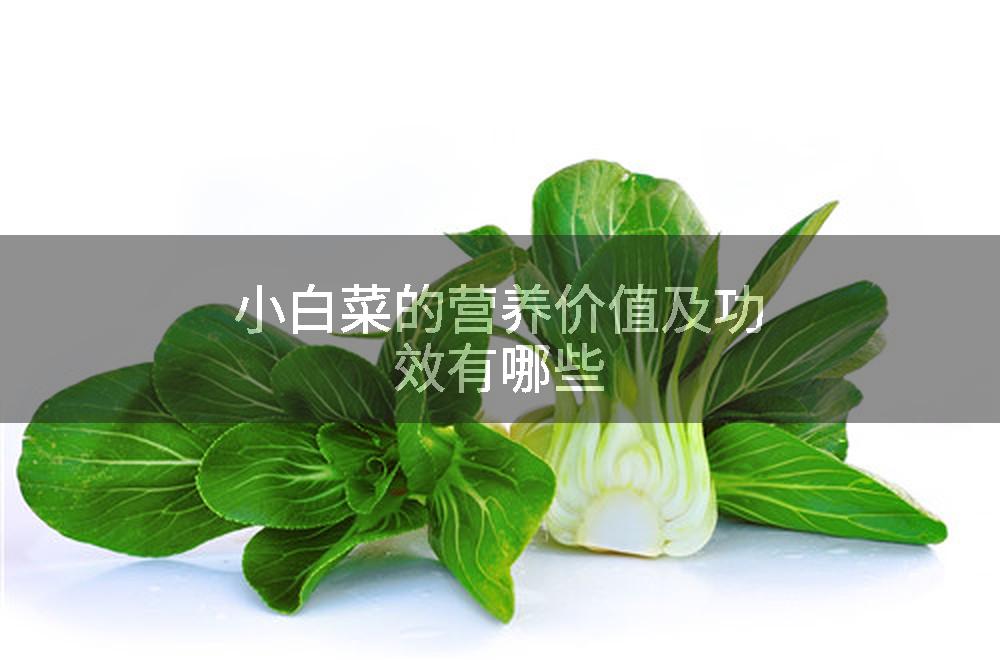 小白菜的营养价值及功效有哪些