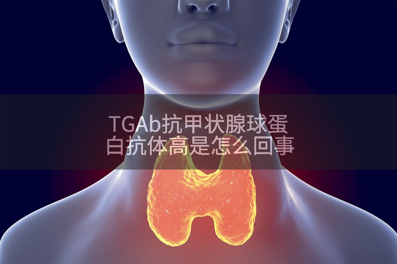TGAb抗甲状腺球蛋白抗体高是怎么回事