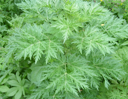 怀孕可以吃茵陈蒿吗