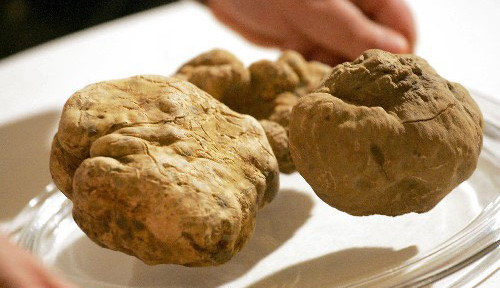 怀孕可以吃白松露菌吗？怀孕吃什么比较好