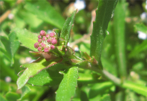 怀孕可以吃独行菜吗