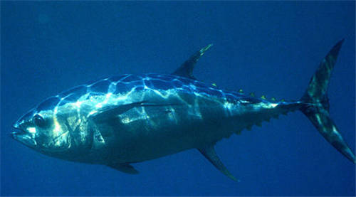 怀孕可以吃吞拿鱼吗