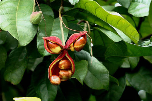 怀孕可以吃凤眼果吗