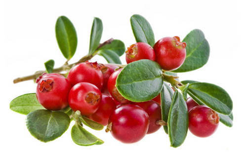 怀孕可以吃醋栗吗