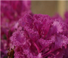 怀孕可以吃石花菜吗？怀孕吃什么比较好