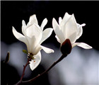 怀孕可以吃玉兰花吗？