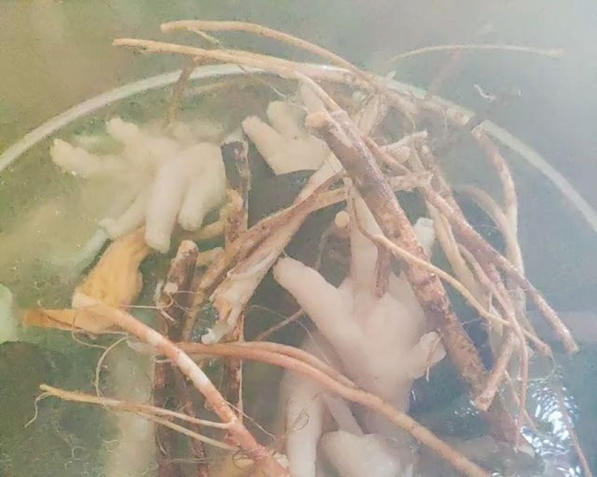 五指毛桃椰皇鸡脚汤
