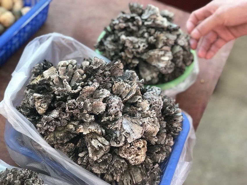 炒干巴菌