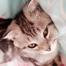 糖糖的茶树菇之一  老鸭茶树菇