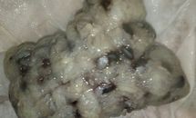 没有粽叶的黑米粽子😂的做法