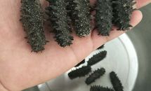 海参的泡发过程的做法