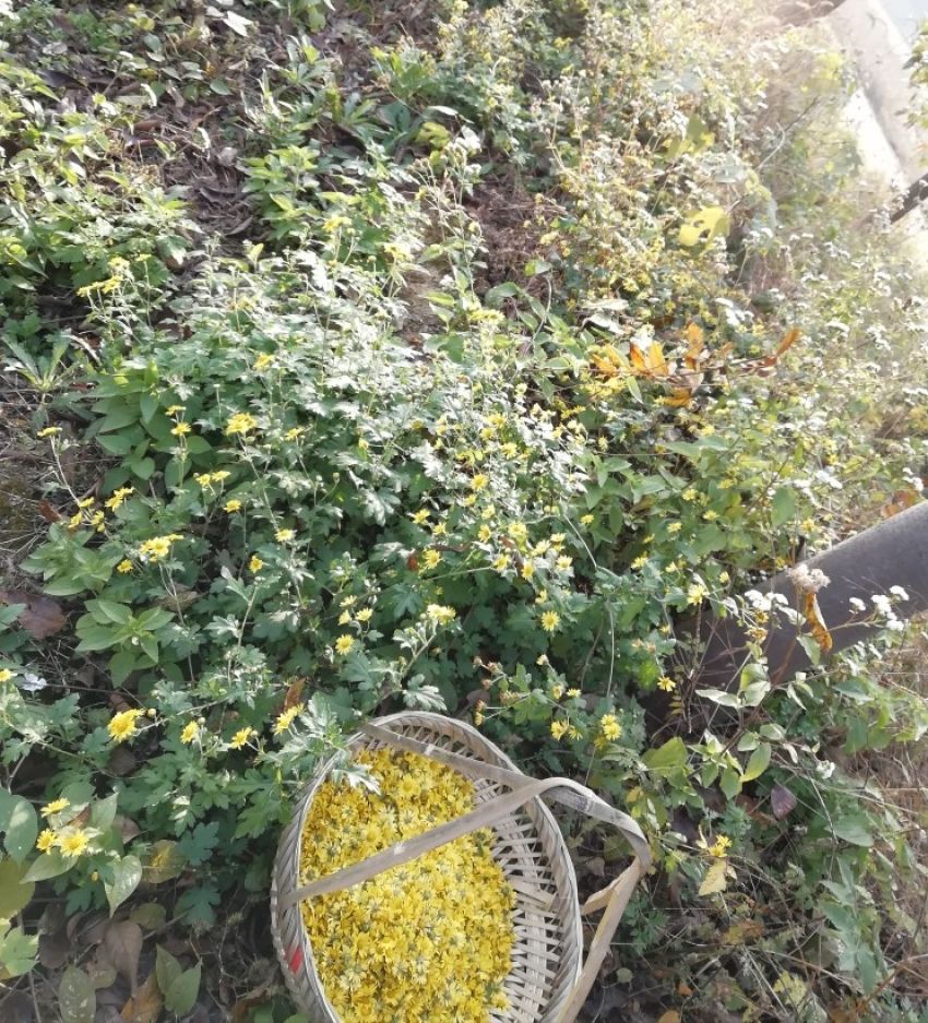 自制野菊花🌸干