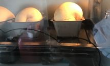 婴儿面包无油无糖无盐无蛋（6个月以上）的做法