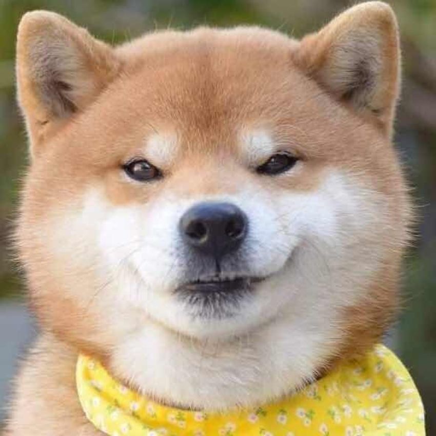 孕期补肾固元汤品